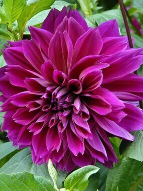 DINNERPLATE DAHLIA BULBS-THOMAS EDISON & KELVIN FLOODLIGHT